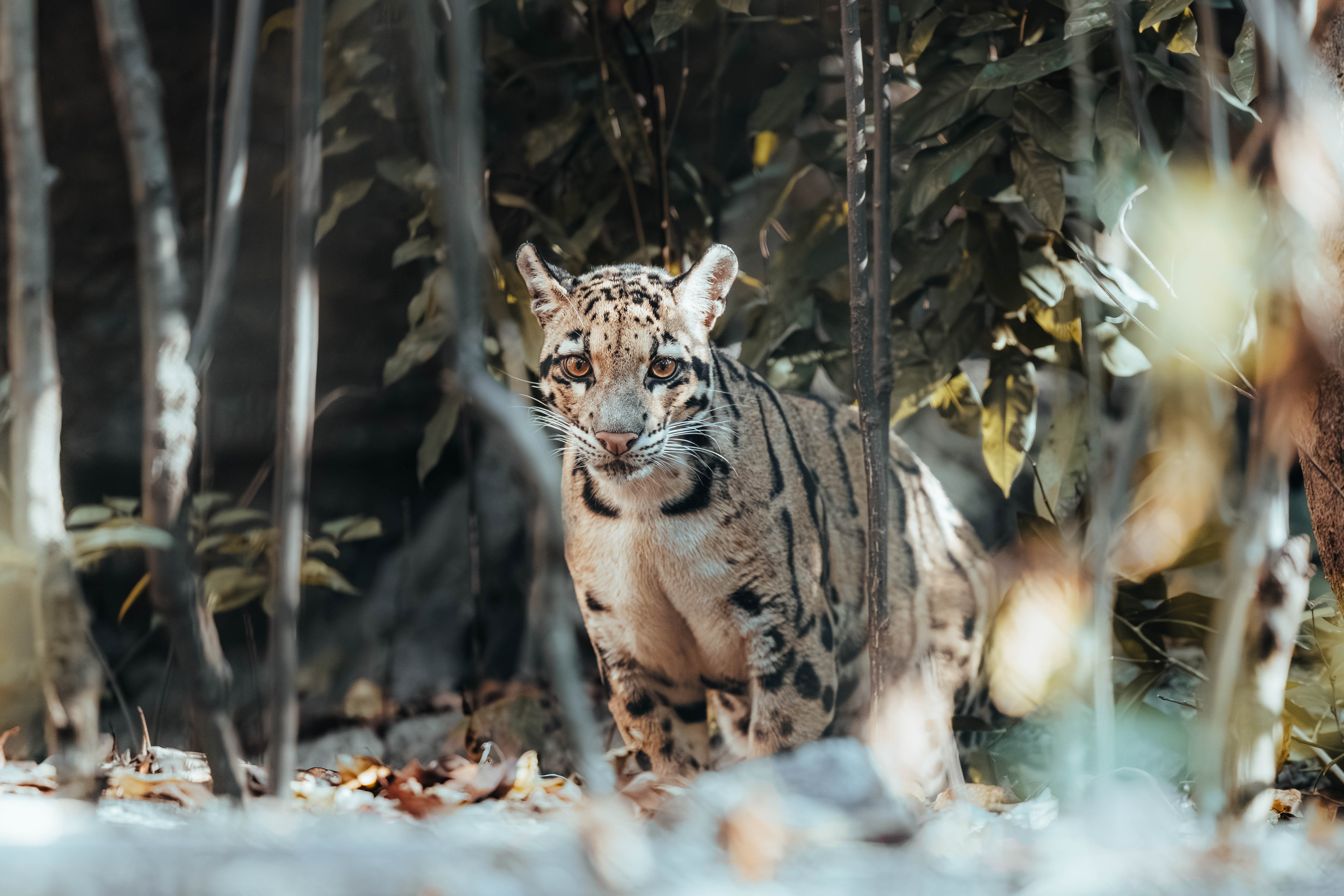 Ghost in the Undergrowth