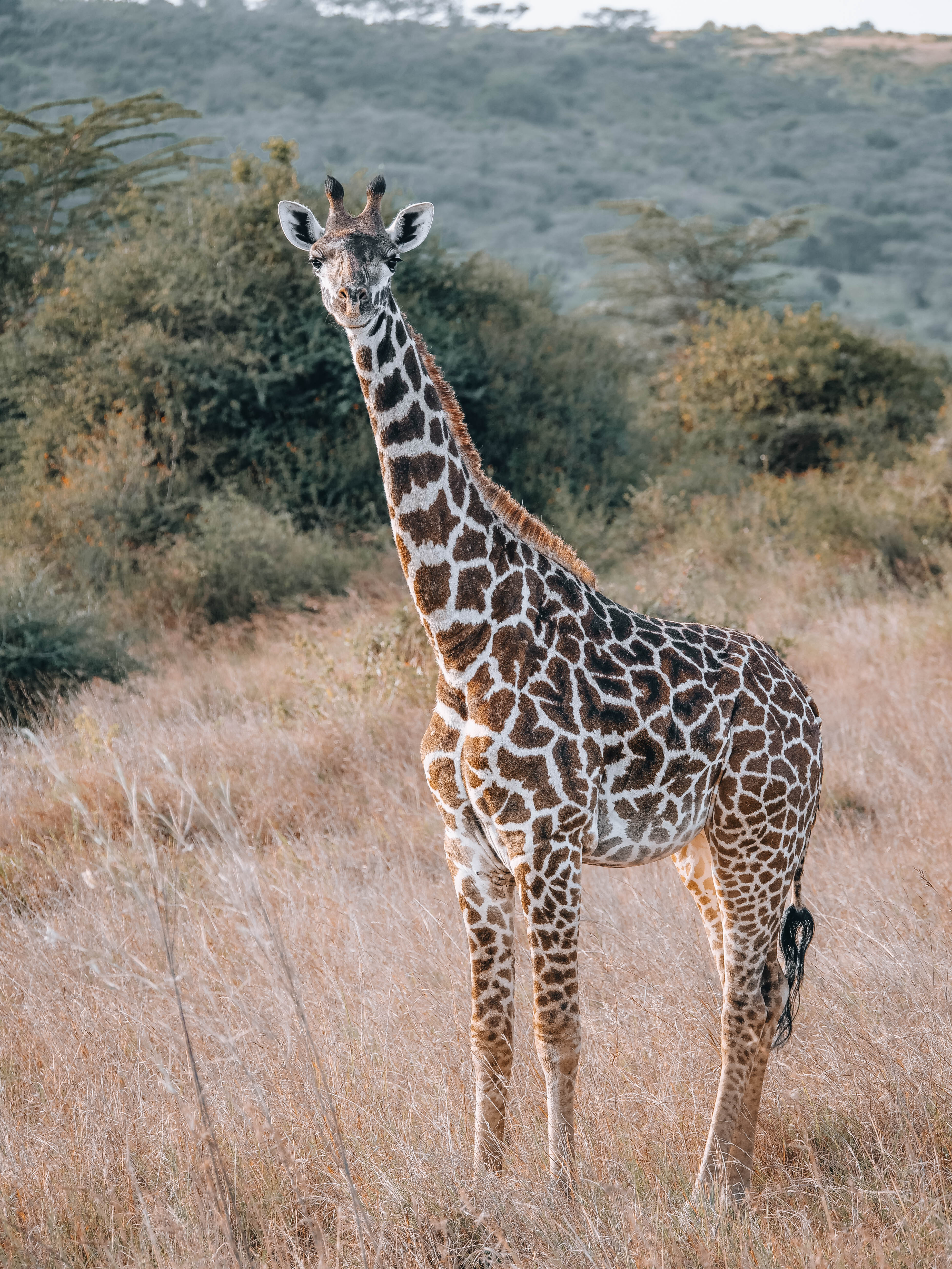 The Tallest Perspective