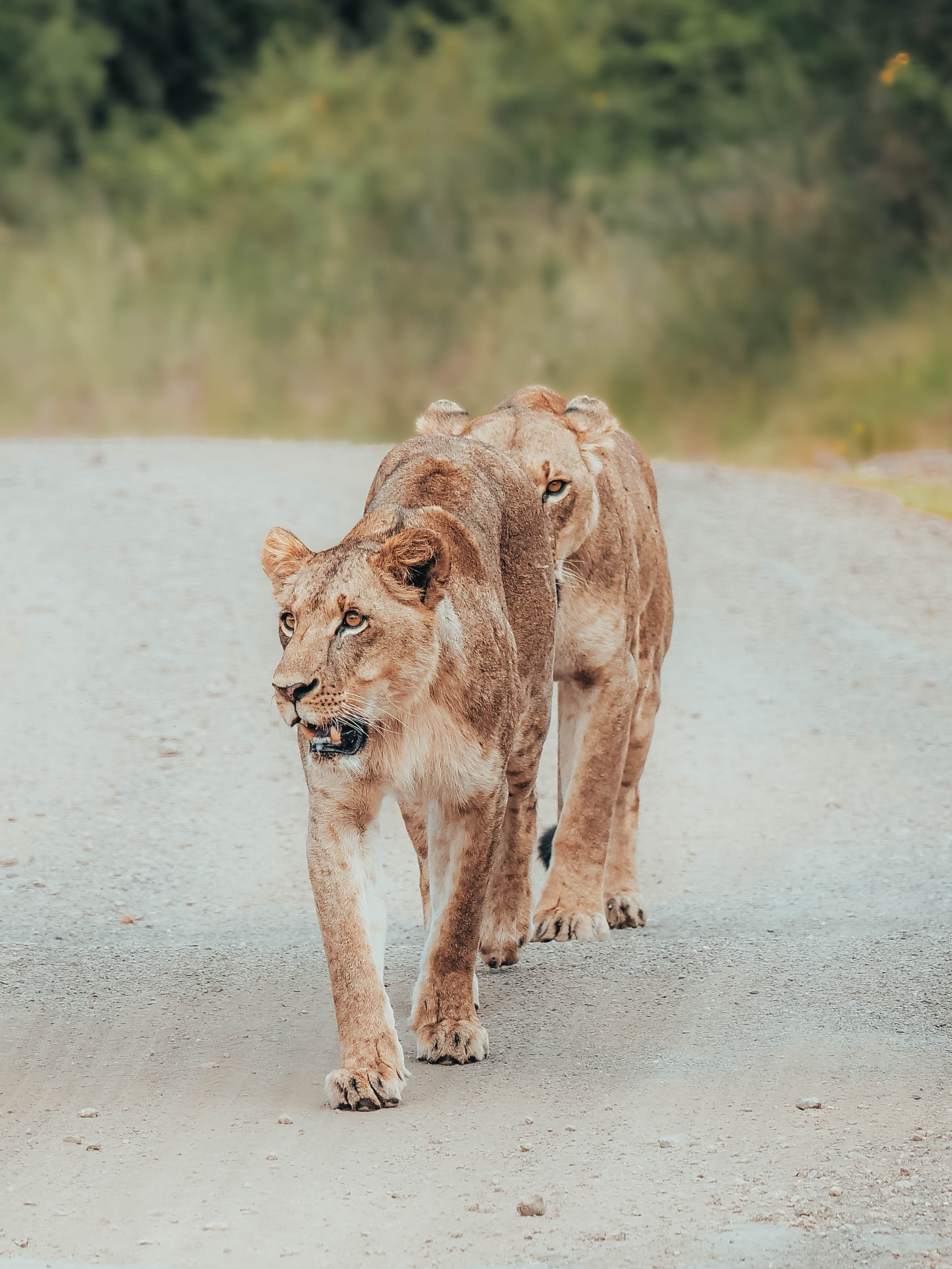 The Road Belongs to Them