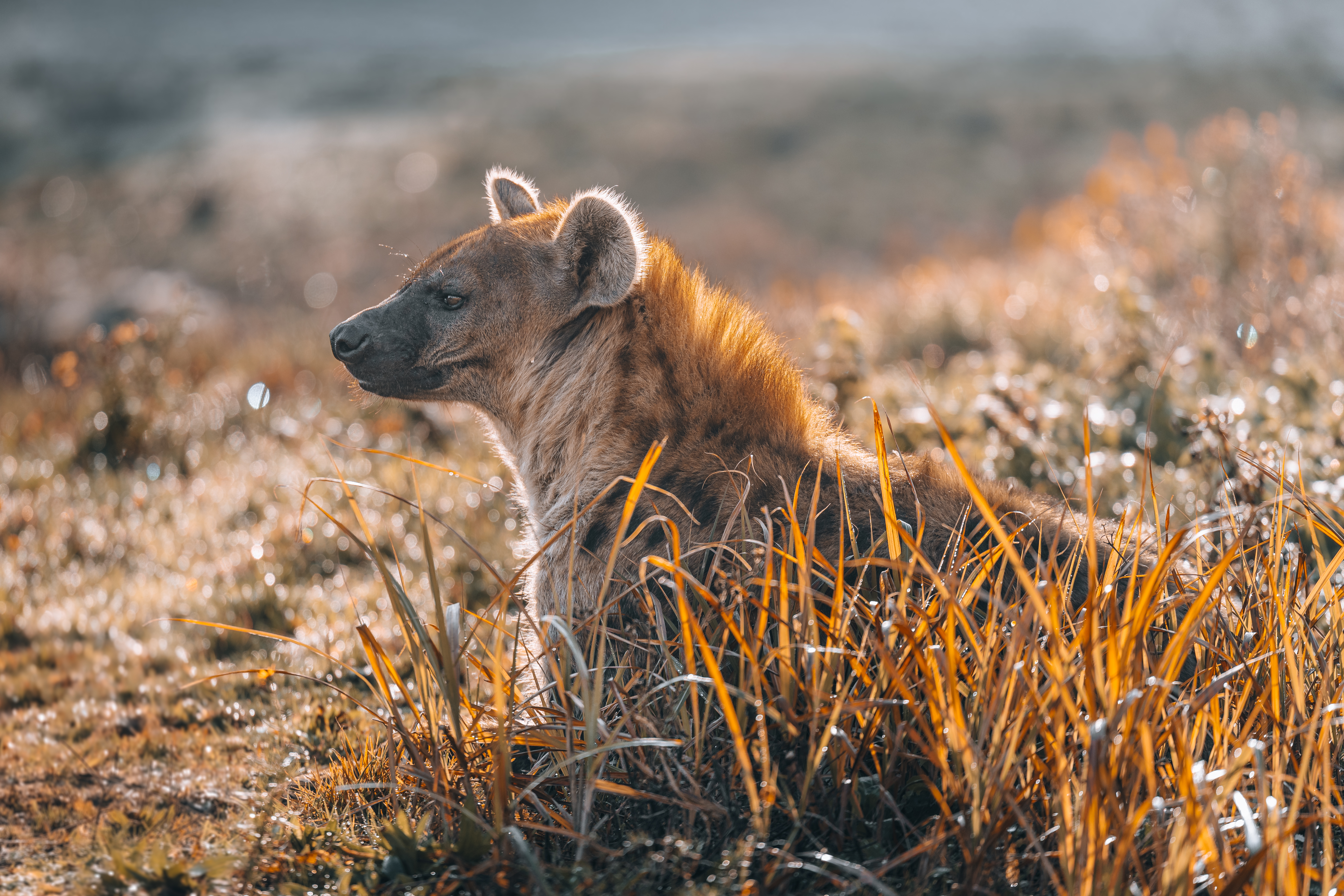 Before the World Wakes