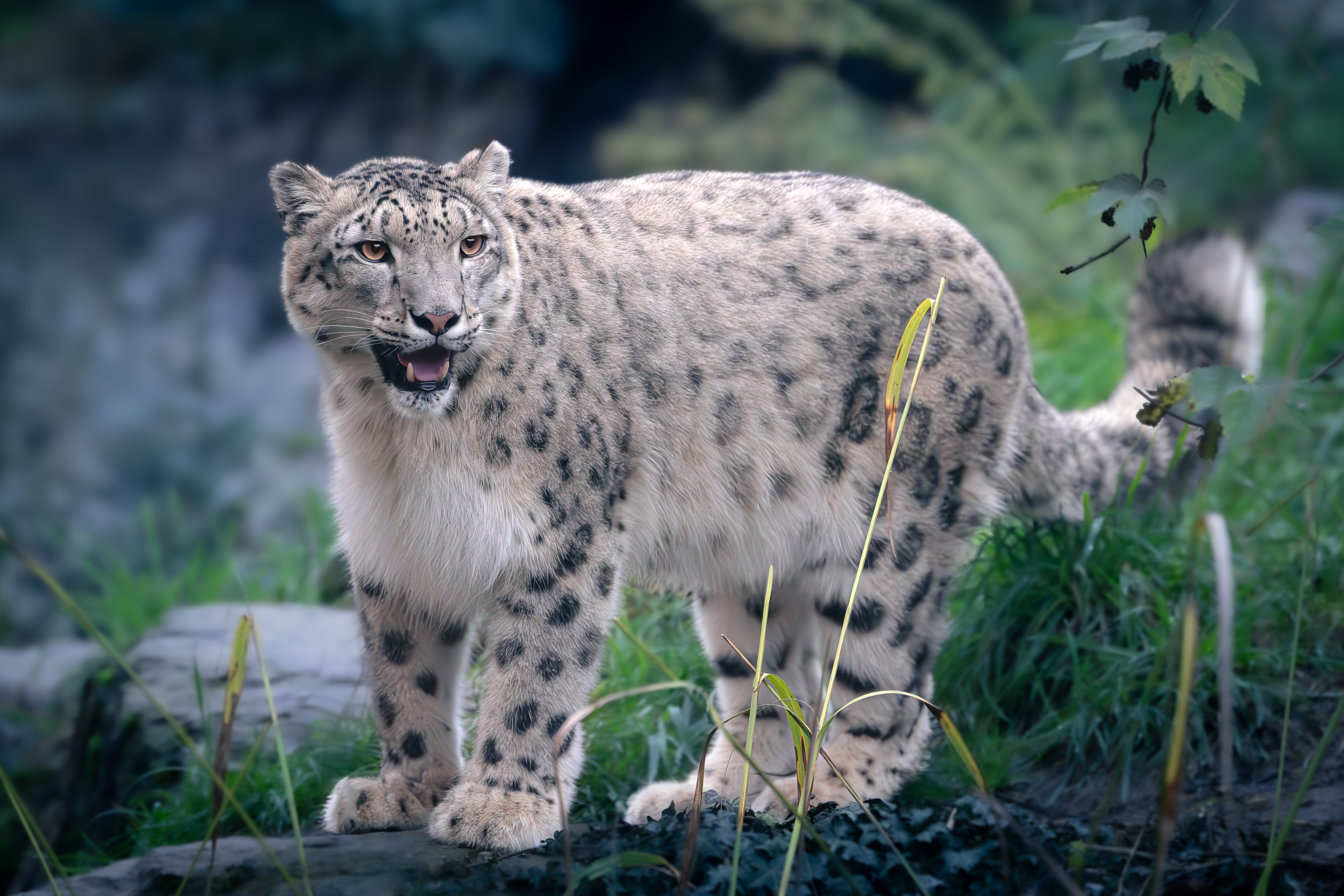 The Ghost Reveals Itself